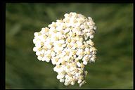 Achillea lanulosa