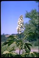 Aesculus californica