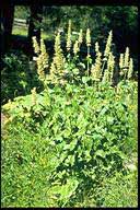 Agastache urticifolia