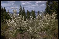 Amelanchier pallida