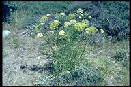 Angelica lineariloba