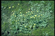 Antennaria alpina