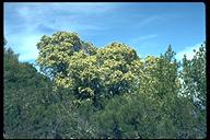 Arbutus menziesii