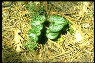 Asarum hartwegii