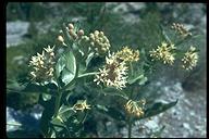 Asclepias speciosa