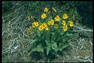 Balsamorhiza deltoidea