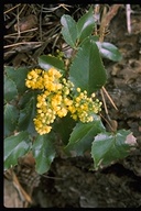 Berberis pumila