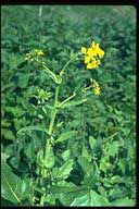 Brassica campestris