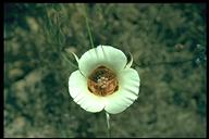 Calochortus superbus