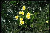 Caltha leptosepala var. biflora, aka Caltha howellii