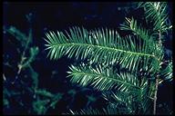 Torreya californica