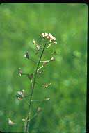 Capsella bursa-pastoris