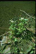 Cardamine breweri