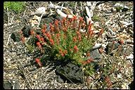 Castilleja applegatei