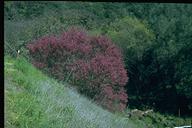 Cercis occidentalis