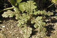 Chenopodium botrys