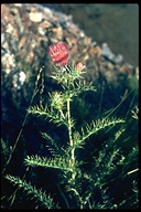 Cirsium ochrocentrum