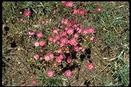 Clarkia biloba