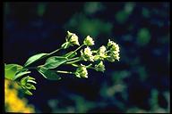 Comandra umbellata