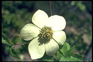 Cornus nuttallii