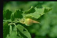 Corylus cornuta var. californica