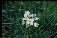 Dentaria californica/Cardamine californica