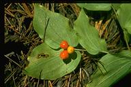 Disporum hookeri