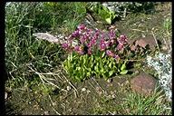 Dodecatheon hendersonii