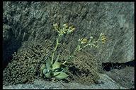 Dudleya cymosa