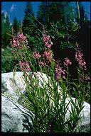 Epilobium angustifolium