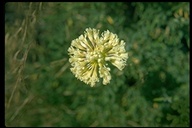 Eriogonum sphaerocephalum var. halimoides