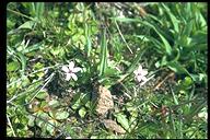 Erodium cicutarium