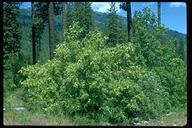 Fraxinus latifolia