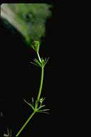 Galium aparine