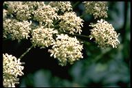 Heracleum lanatum