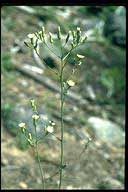 Hieracium albiflorum