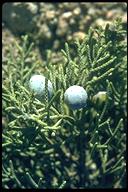 Juniperus californica