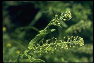 Lepidium densiflorum