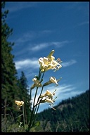 Lilium washingtonianum