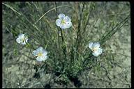 Linum perenne ssp. lewisii