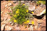 Lomatium torreyi