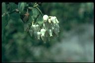 Arctostaphylos mariposa