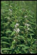 Mentha arvensis var. villosa