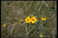 Mentzelia albicaulis