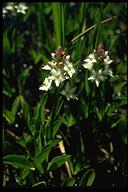 Menyanthes trifoliata