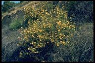 Mimulus aurantiacus