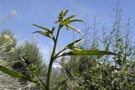 Nicotiana attenuata