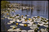 Nuphar luteum ssp. polysepalum