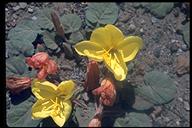 Oenothera xylocarpa