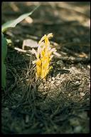 Orobanche fasciculata